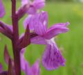 Dactylorhiza traunsteineri